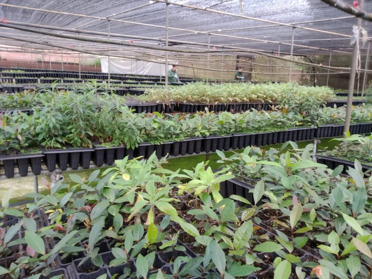 El Cabildo produce 160.000 plantas anuales para la repoblación forestal de Gran Canaria también durante el confinamiento