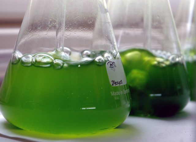 centro de biotecnología 2006 05 18 008 marina r 1