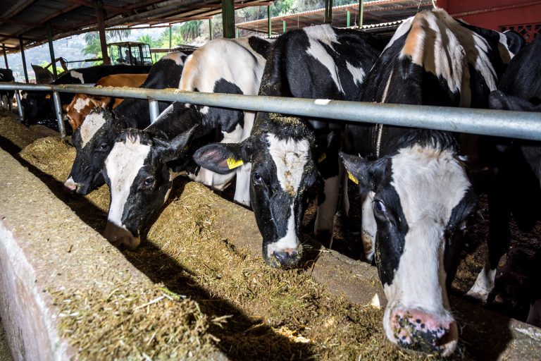 Las 320 familias con explotaciones y ganado lechero de Gran Canaria recibirán 2,4 millones de euros del Cabildo para cubrir sus pérdidas