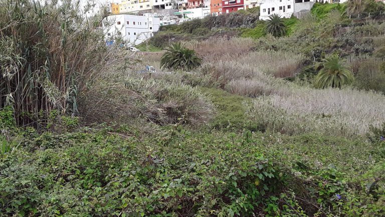 El Cabildo lanza un plan para desbrozar más de 500 hectáreas de fincas privadas abandonadas en zonas de riesgo de incendios de Gran Canaria 