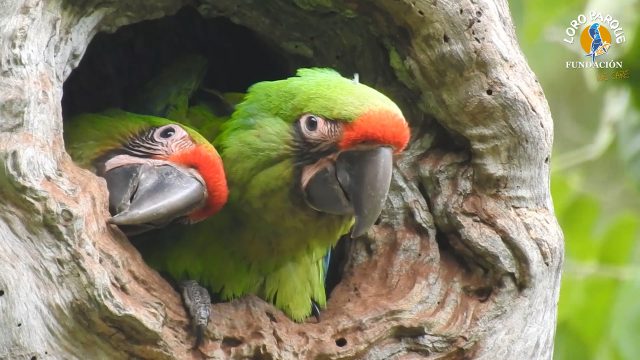 loro parque fundacion libera seis guacamayos en ecuador 5