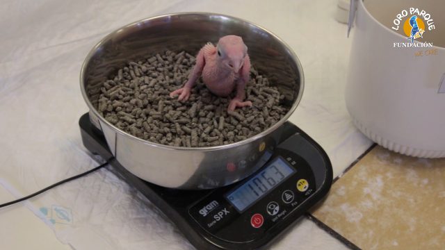 loro parque fundacion libera seis guacamayos en ecuador 6