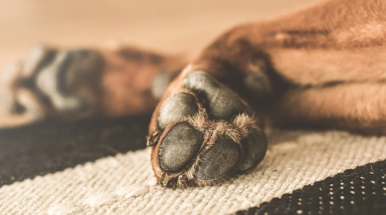 ¿Cómo debo limpiar las patas de los perros antes de entrar en casa?