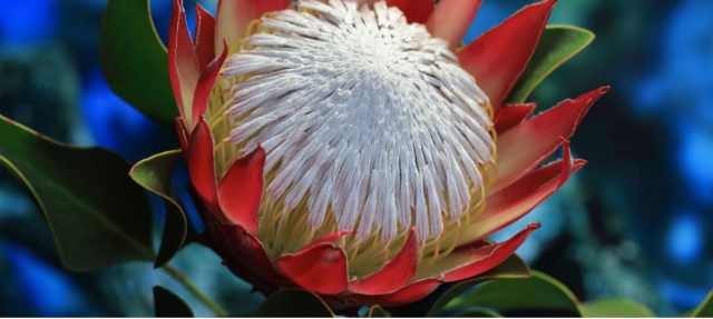 El Cabildo contribuirá con Próteas La Palma a paliar los efectos de la crisis del coronavirus 6 próteas la palma planta 1