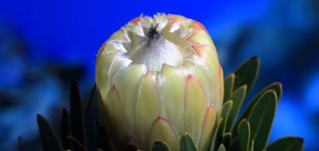 El Cabildo contribuirá con Próteas La Palma a paliar los efectos de la crisis del coronavirus 4 próteas la palma planta 2