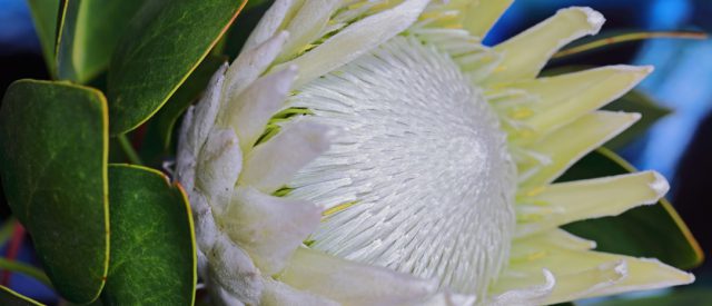 El Cabildo contribuirá con Próteas La Palma a paliar los efectos de la crisis del coronavirus 5 próteas la palma planta 3