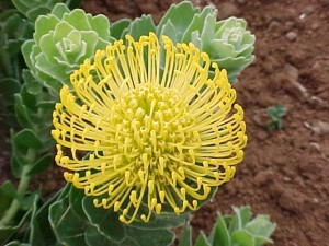 El Cabildo contribuirá con Próteas La Palma a paliar los efectos de la crisis del coronavirus 2 próteas la palma planta 5