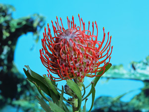 El Cabildo contribuirá con Próteas La Palma a paliar los efectos de la crisis del coronavirus 3 próteas la palma planta 6