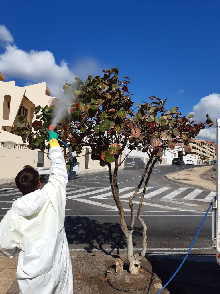 El Ayuntamiento actúa contra la plaga de la mosca blanca con un nuevo producto ecológico
