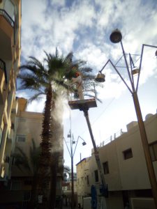 tratamiento mosca blanca 5