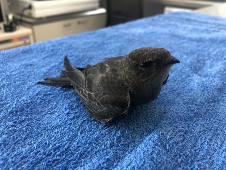 El Cabildo recibe la primera cría de vencejo del año y espera acoger hasta 200 pollos de esta ave migratoria en Gran Canaria