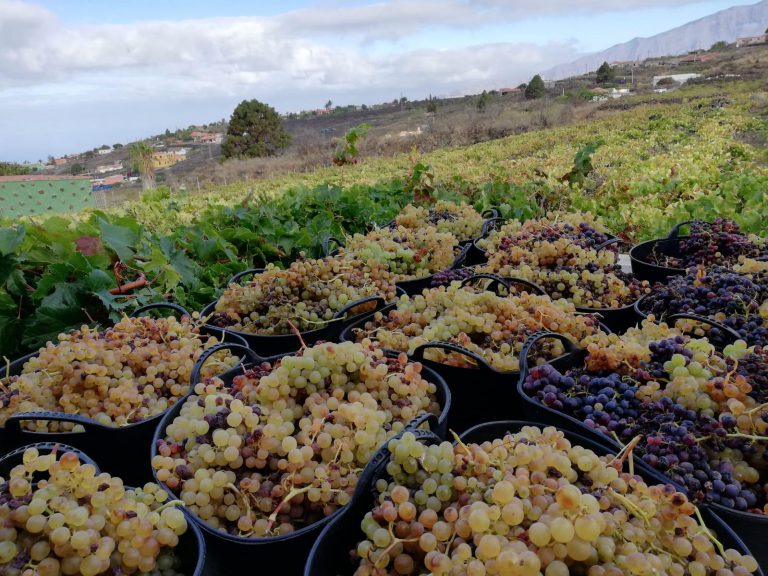 La Asociación de Viticultores y Bodegueros de Canarias (AVIBO) presenta un plan de rescate del sector vitivinícola