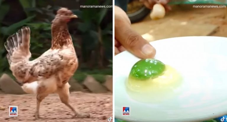 Un grupo de gallinas pone huevos con la yema de color verde