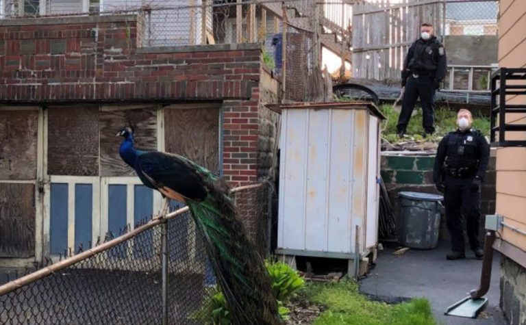 Un policía utiliza un politono de pavos apareándose para capturar uno que se había fugado del zoo