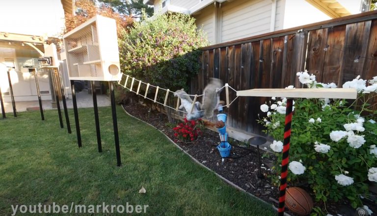 Un exingeniero de la NASA construye una serie de trampas para que las ardillas no le roben las nueces de su jardín