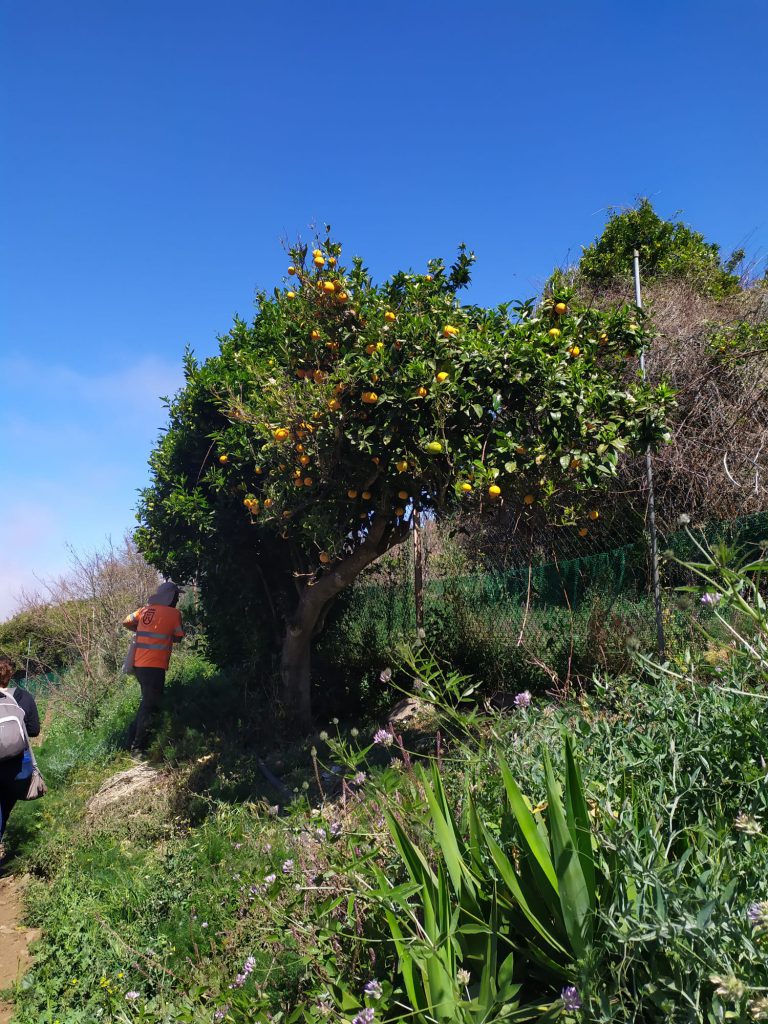 El Cabildo rescata más de 50 ejemplares de frutales antiguos en el Parque Rural de Teno