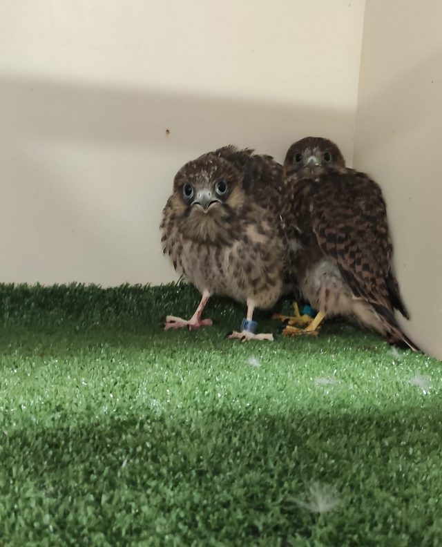 20200524 POLLOS VOLANDEROS 2