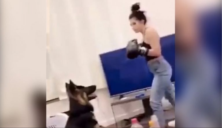 Polémica: una boxeadora entrena golpeando la cara de un perro