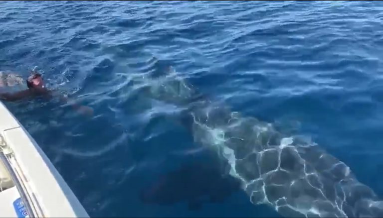 Un hombre nada junto a un tiburón en las costas de Málaga