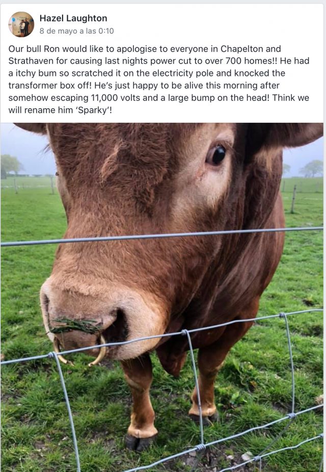 Un toro deja sin luz a 700 familias tras rascarse con un poste eléctrico 6 2CF2091B 724A 4B47 B036 7590FFAAA79A