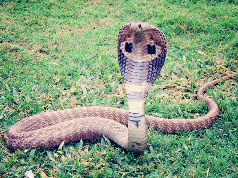 Detenido por acabar con la vida de su mujer con la ayuda de una cobra