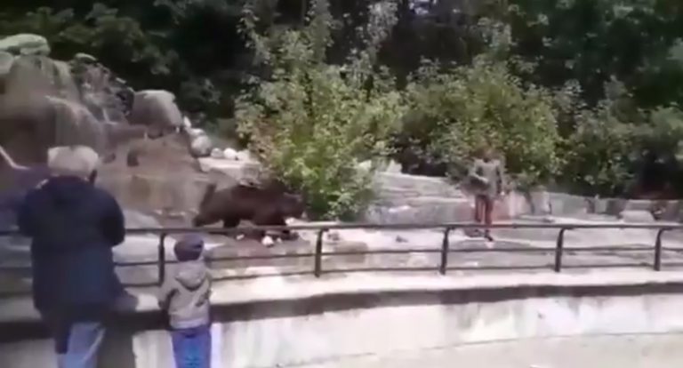 Un hombre se cuela en la jaula de un oso e intenta ahogarle en el foso