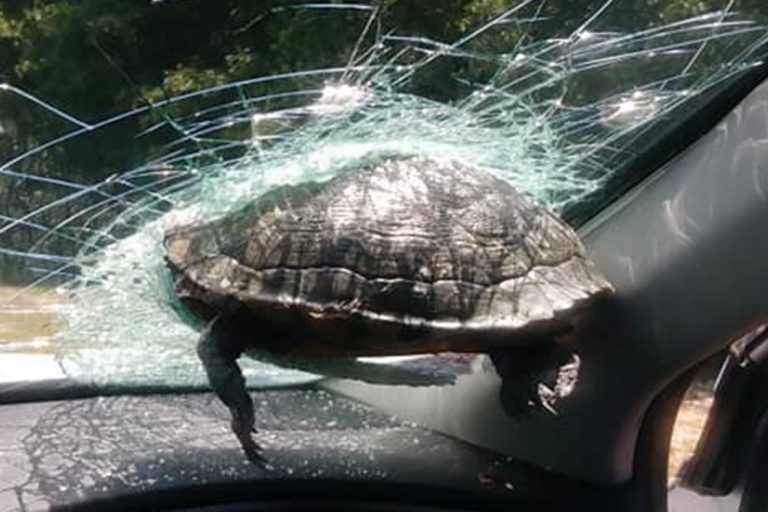 Una 'tortuga volante' se incrusta en la luna de un coche en pleno trayecto y muere desangrada