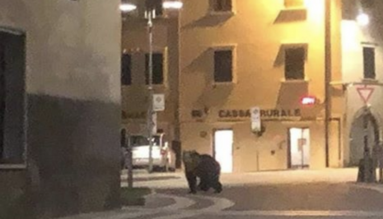 Un oso trepa hasta el balcón de una familia confinada en Italia