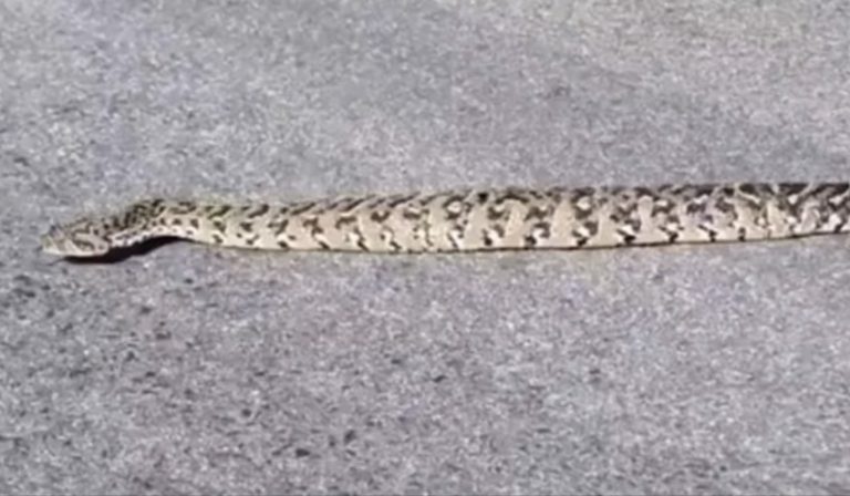 Una serpiente que no repta deja boquiabiertos a los internautas
