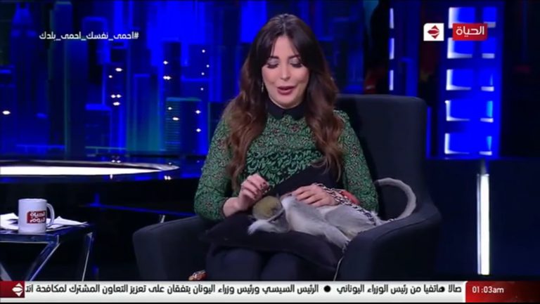 Un mono ataca a una presentadora durante la emisión de un programa