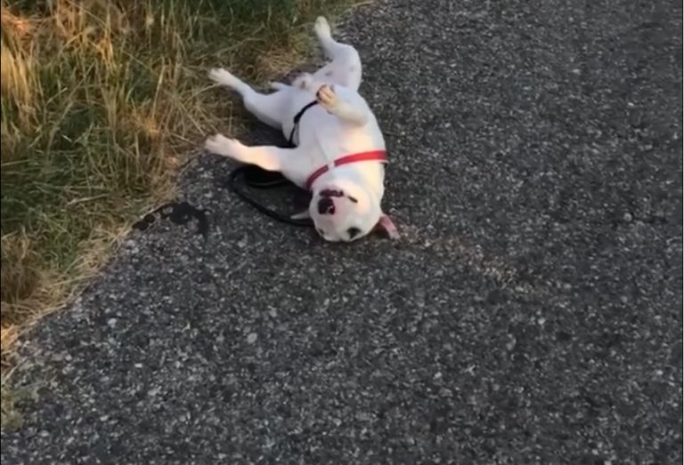 Un perro que ‘odia’ salir a pasear se viraliza en las redes sociales