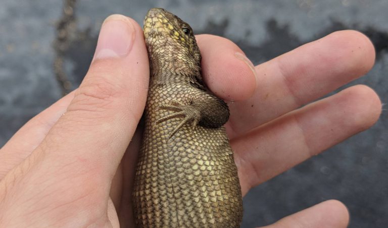 Sacrifican una lagartija en el mayor caso de estreñimiento animal documentado hasta la fecha