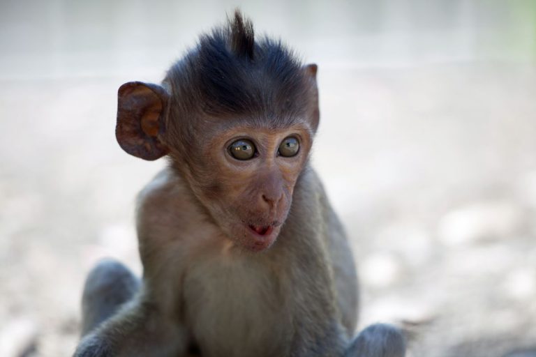 Un mono consigue abrir el cajero automático de un banco, la policía sospecha que estaba entrenado para ello