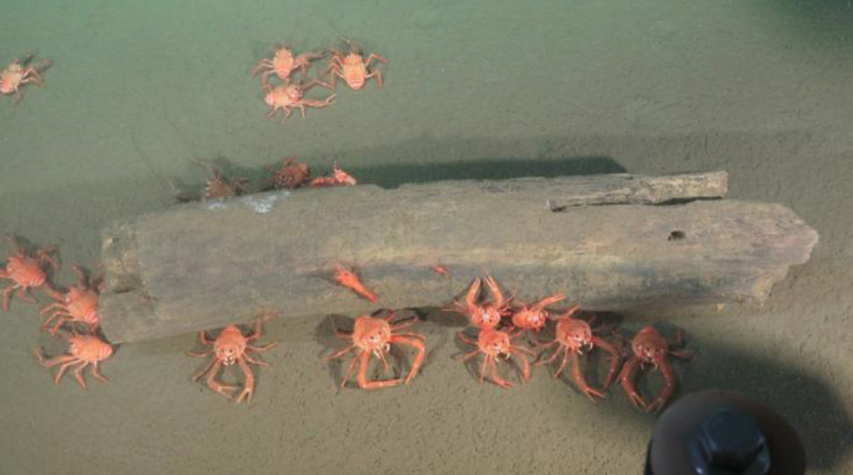 Los animales que viven en las profundidades del océano están más expuestos al calentamiento climático