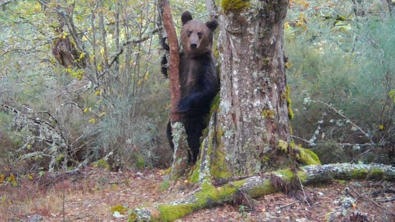 Graban a un oso pardo en Galicia, el primero en 150 años