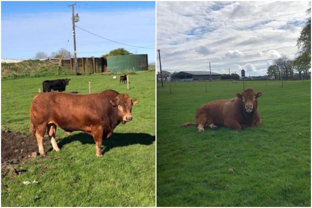 Un toro deja sin luz a 700 familias tras rascarse con un poste eléctrico 7 E5FFECAA C715 4B1A AF1F ED95C47431D3
