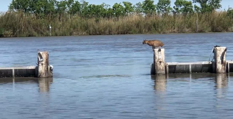 El impresionante salto de un puma para cruzar un río ¿lo conseguirá?