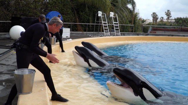 El presidente de la Compañía Loro Parque lanza un mensaje de tranquilidad 5