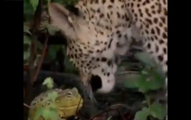 David contra Goliat: la pelea entre una rana y un leopardo revoluciona Internet