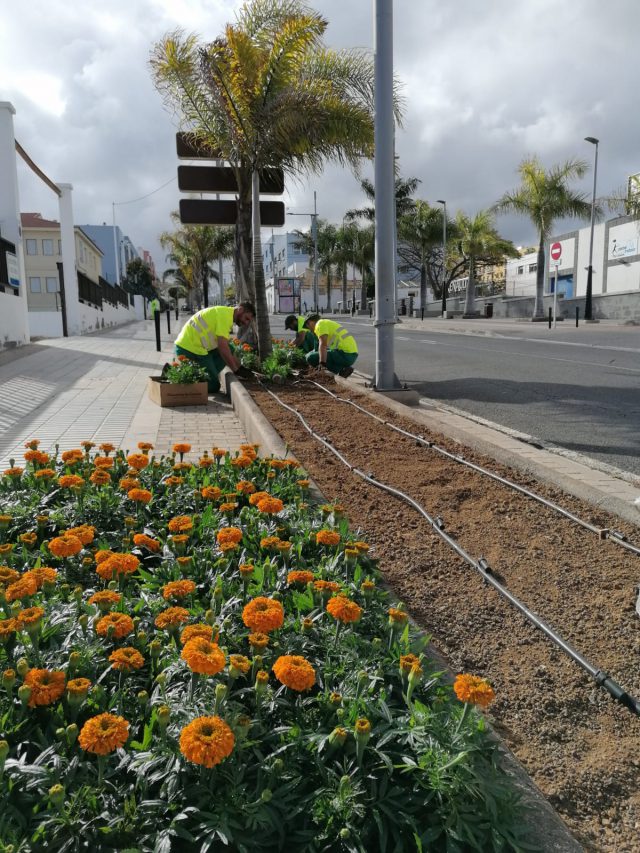 Plantación de tagetes en la avenida Lomo Guillén