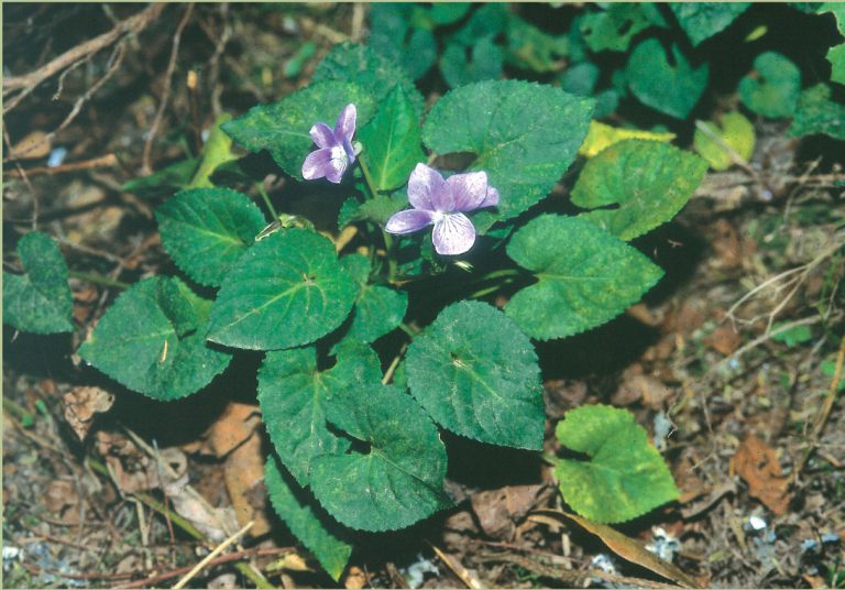 CC-PNC solicita información sobre la destrucción de la ‘violeta de Anaga’ en el Parque Rural de Anaga
