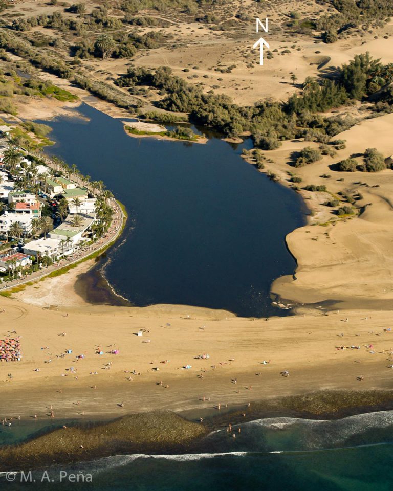 El Cabildo retira 15.000 ejemplares de tilapias de Mozambique, especie invasora, de la Charca de Maspalomas