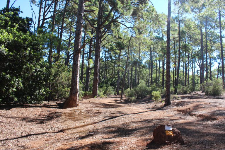 El Cabildo destina más de 700.000 euros a la limpieza y mantenimiento de los montes