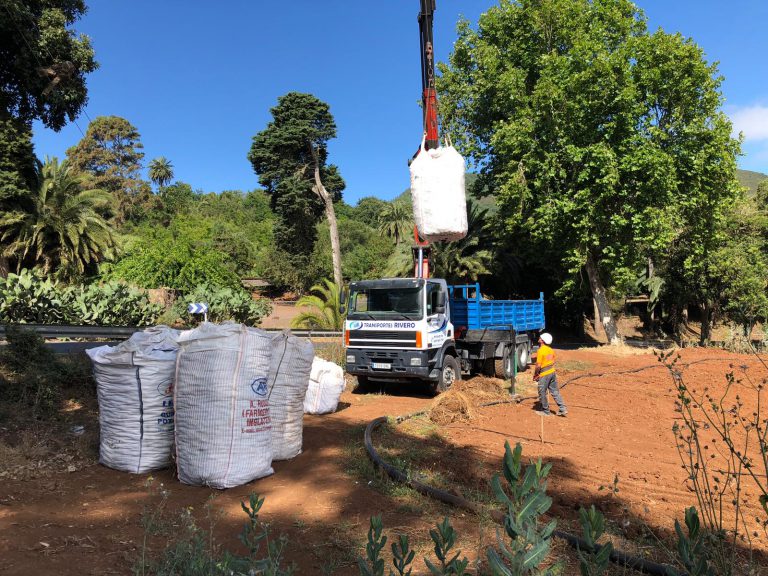 El Cabildo coloca contenedores para retirar papas afectadas por la polilla guatemalteca