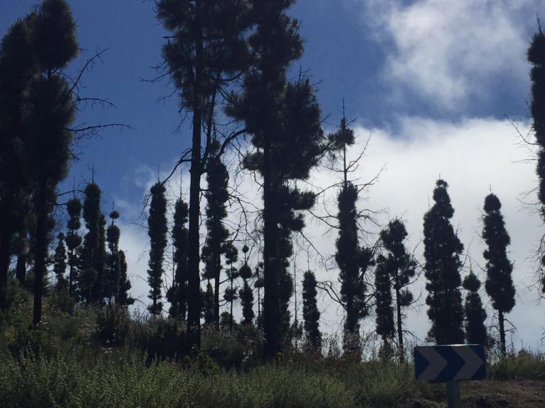 El escudo que forma la corteza y piñas que solo se abren en los incendios, los secretos del pino canario para ser el único de Europa que rebrota