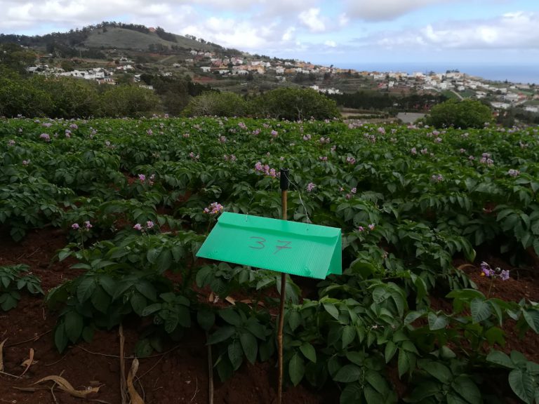 El Cabildo coloca 200 trampas con feromonas para evaluar la incidencia de polilla en los cultivos de papa, a los que dará un millón en ayudas