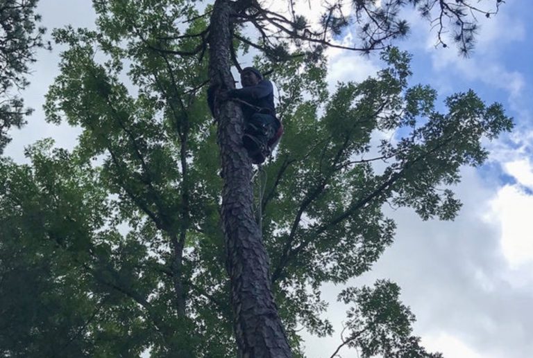 Rescatan a un gato tras pasar tres días atrapado en la rama de un árbol a más de 15 metros de altura