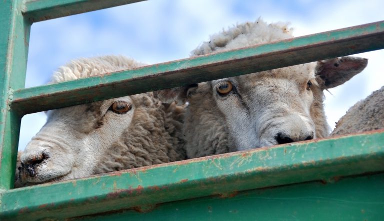 El Gobierno restablece los tiempos de descanso de los animales en el transporte de ganado