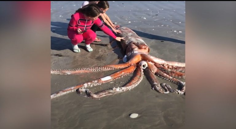 Graban un calamar de 4 metros y más de 300 kilos en una playa de Sudáfrica