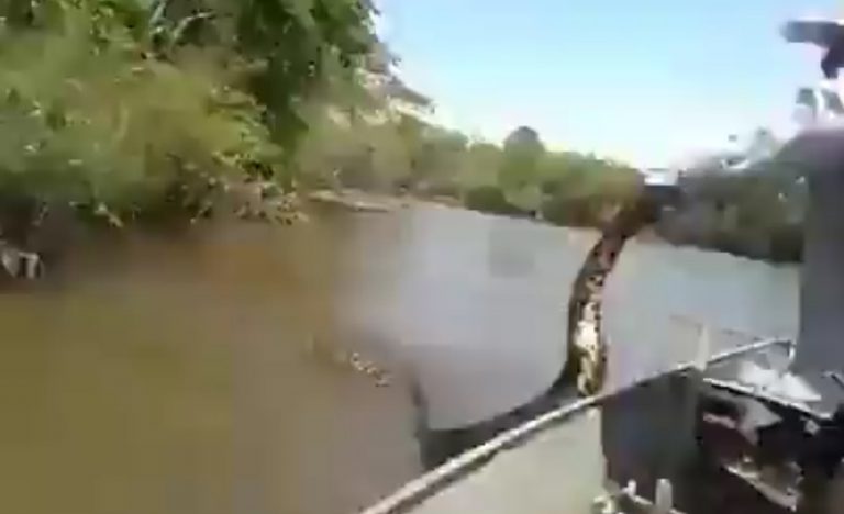 Un hombre trata de sacar una anaconda de 5 metros del agua de un río con sus propias manos